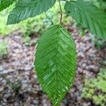 Fagus grandifolia Hoja