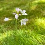 Cardamine pratensisFlor