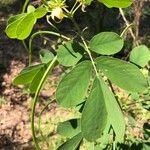 Cassia obtusifolia Leaf