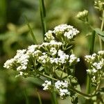 Stevia ovata Hábito