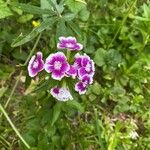 Dianthus barbatus Cvet