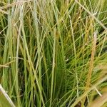 Carex testacea Lapas