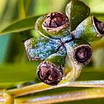 Eucalyptus grandis Frukt