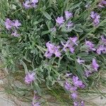 Matthiola sinuataFlower