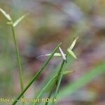 Carex pauciflora Otro