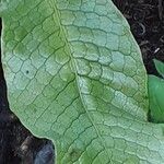 Leptochilus pteropus Leaf