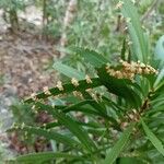 Phyllanthus epiphyllanthus ফুল