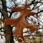 Quercus palustris Blad