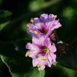 Mirabilis laevis Flower