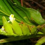 Hylaeanthe unilateralis Цвят