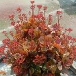 Kalanchoe longifloraÕis