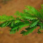 Tessmannia anomala Hoja
