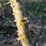 Vachellia exuvialis Blatt