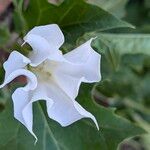 Datura stramoniumফুল