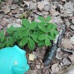 Lathyrus linifolius Leaf