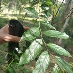 Casearia decandra Hoja