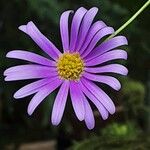 Brachyscome iberidifolia Flower