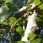 Ficus ingens Bark