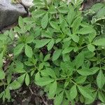 Cleome dodecandra পাতা