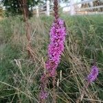 Lythrum virgatumFlower