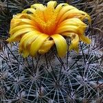 Thelocactus conothelos Кветка