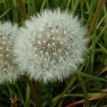 Taraxacum rubicundum 花