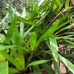 Bromelia karatas পাতা