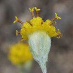 Hymenopappus filifolius Kukka