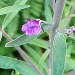 Linaria purpurea Floare