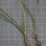 Carex pulicaris Övriga