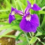 Iris setosa 花