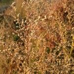 Atriplex micrantha Fruit