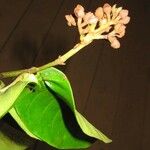 Vismia sessilifolia Flor