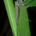 Paspalum repens Corteza