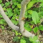 Photinia arbutifolia Bark