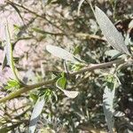 Bassia hyssopifolia 叶