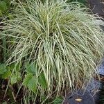 Carex ornithopodaЛист