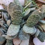 Gasteria pillansii Yaprak