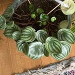 Peperomia argyreia Leaf