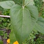 Helianthus giganteus Folio