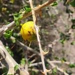 Solanum arundo Fruit