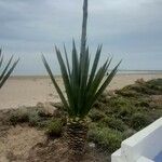 Agave fourcroydes Характер