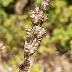 Delphinium peregrinum Fruct