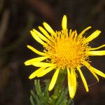 Limbarda crithmoides Floare