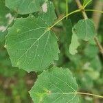 Populus tremulaLeaf