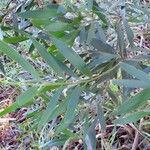 Acacia melanoxylon Levél