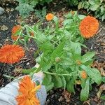 Calendula stellata Цветок