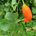 Coccinia grandis Fruit