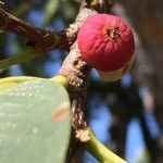 Ficus salicifolia Φρούτο