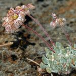 Eriogonum ovalifolium Pokrój